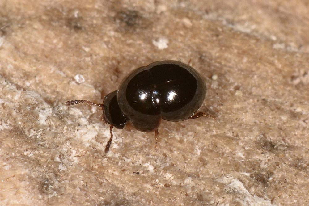 Leiodidae: Agathidium cfr. dentatum